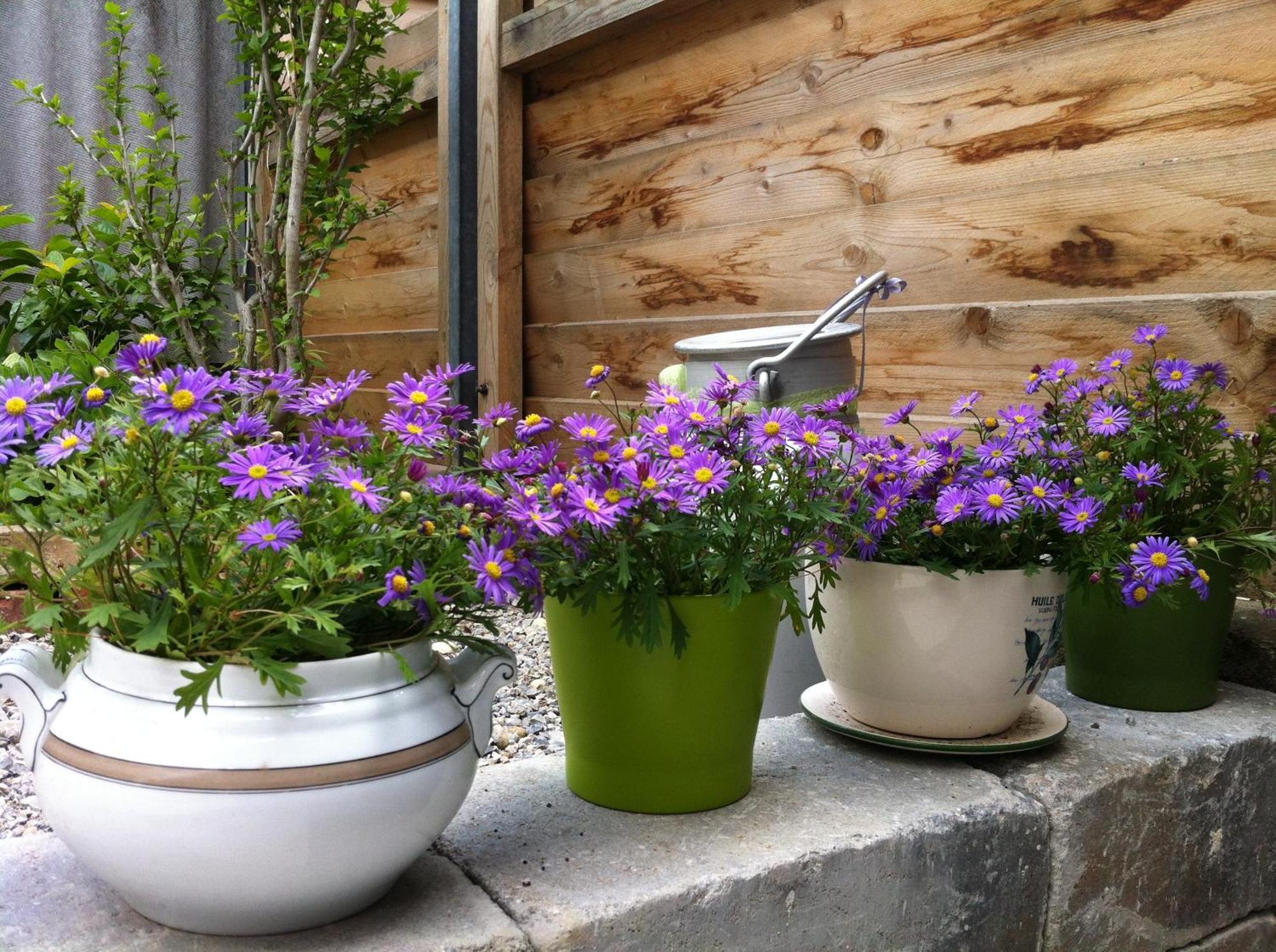 Traubengarten Winkler Niederhollabrunn Habitación foto