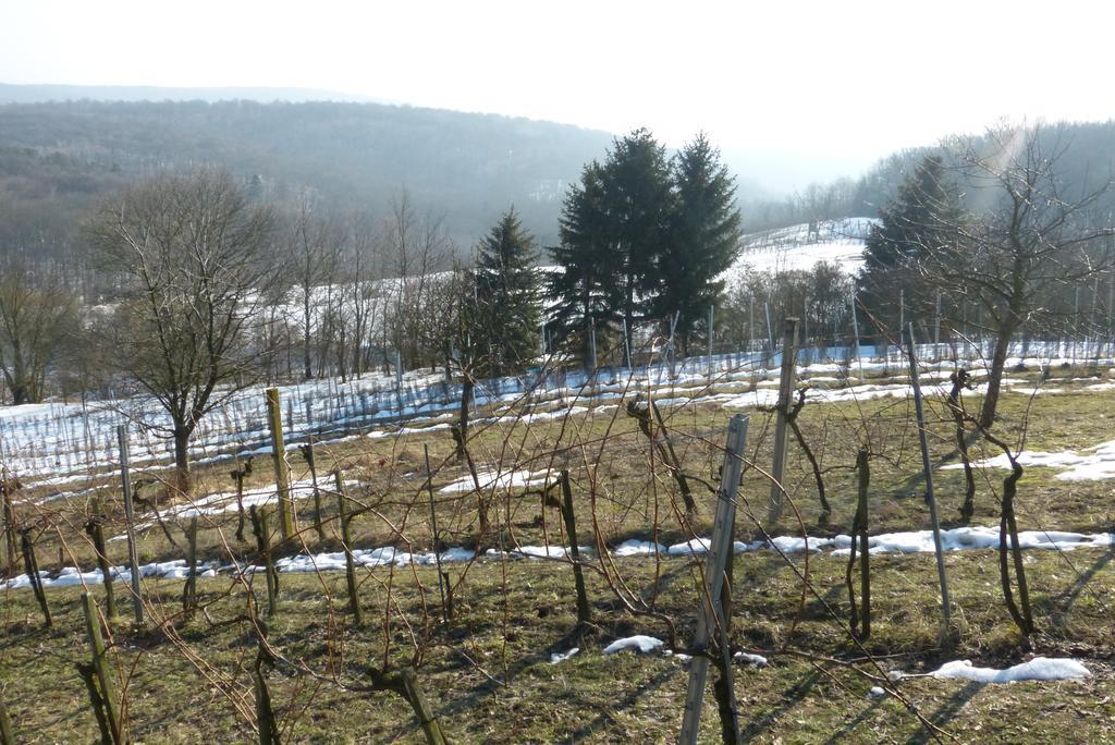 Traubengarten Winkler Niederhollabrunn Exterior foto